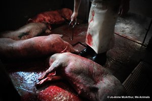 Varkens in China levend aan 1 poot opgehangen en onverdoofd geslacht.